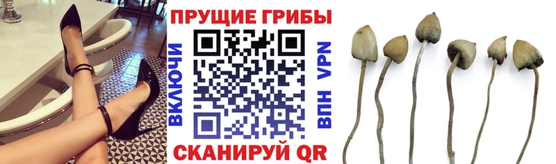 Псилоцибиновые грибы прущие грибы Черноголовка